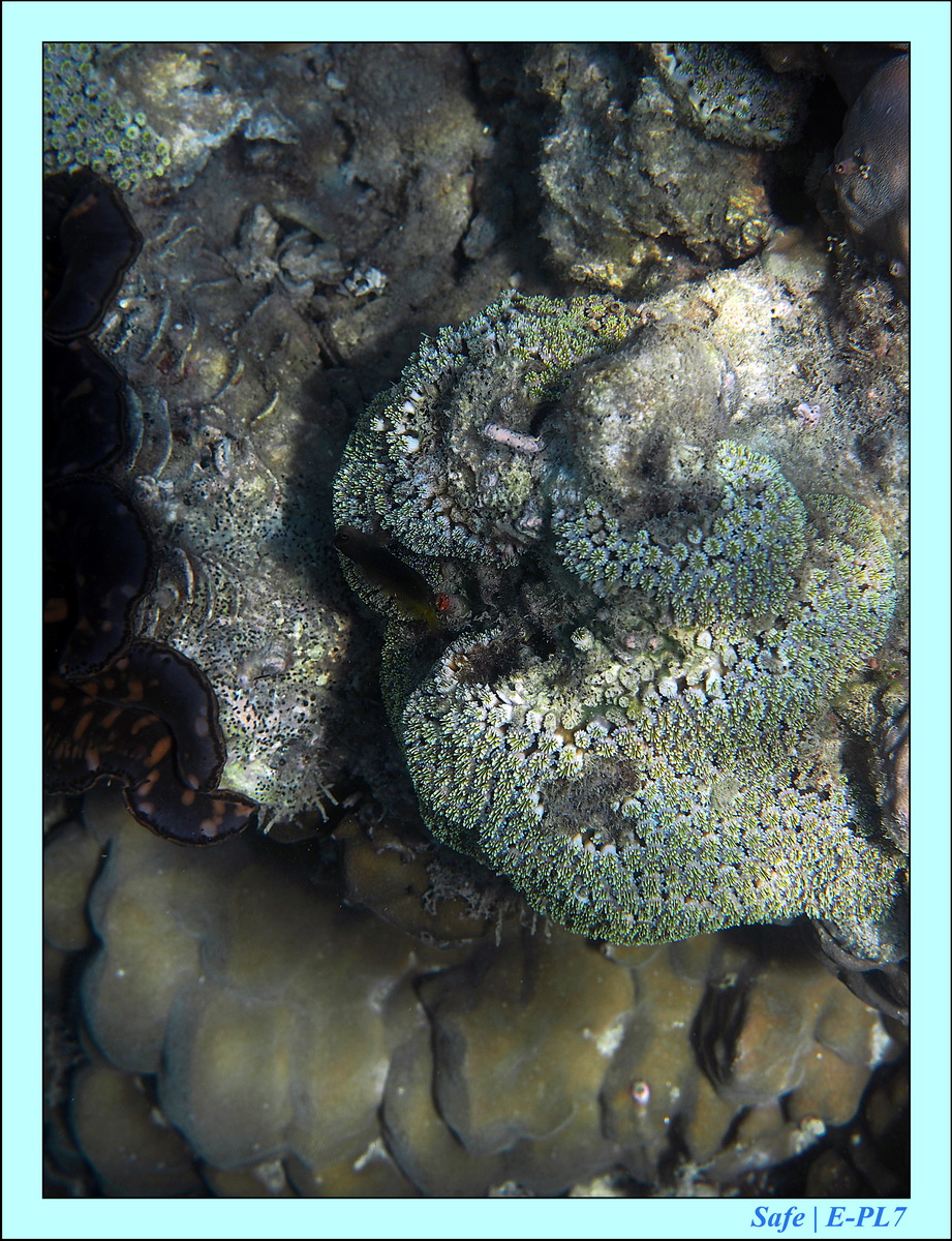 2016 - 07 - Leng Tengah - 097